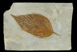 Fossil Hackberry Leaf (Celtis) - Montana #115307-1